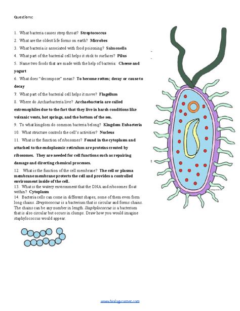 Bacteria Cell Worksheet