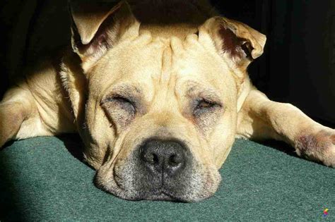 Define Torpid, Torpid Meaning, Torpid Examples, Torpid Synonyms, Torpid ...