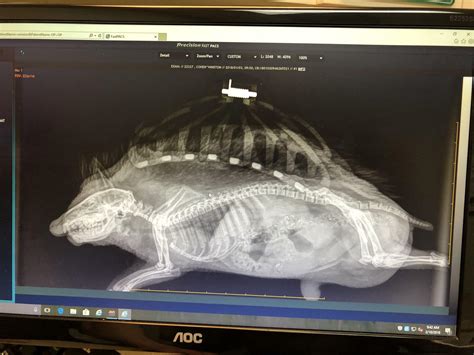 In case you ever wondered what a hedgehog X-ray looks like (there is a ...