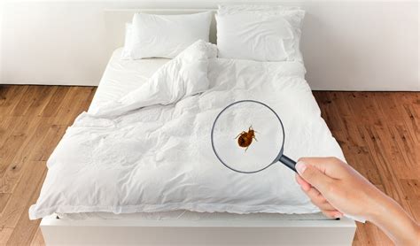 Bed Bug Poop Stains: How To Identify And Remove | Little Miss Laundry