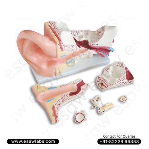 🦻 Buy Giant Human Ear Model – 5x Life-Size, Detailed 3-Part Dissectibl ...