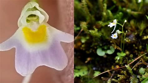 U'khand: In A First, Rare Carnivorous Plant Species Found In Chamoli ...