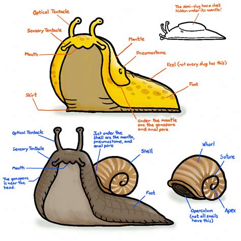 Snail Vs Slug Video at John Tabarez blog