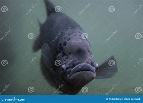 The Funny Fish with Big Lips. Mauritius Stock Photo - Image of open ...