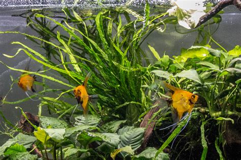 Java Fern Small Leaves at Tip 的图像结果