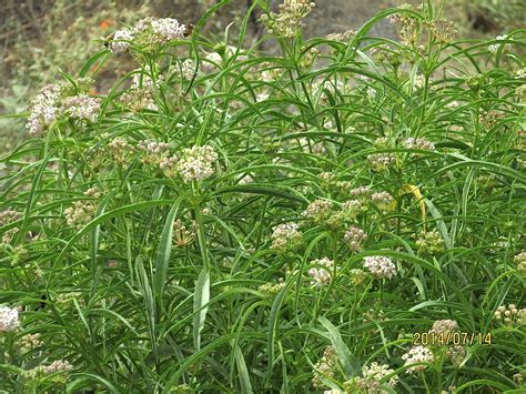 Asclepias fascicularis – Matilija Nursery