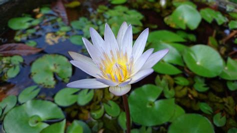 Nokia壁纸 的图像结果