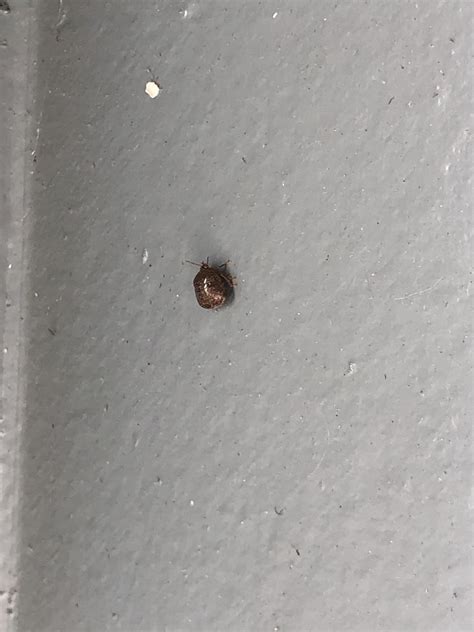 Any idea what these little round, brown bugs are? They love my plants ...