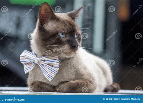 Siamese cat with tie bow stock photo. Image of skin - 284721868