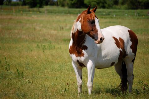What Is A Solid Paint Horse at Tom Wildes blog
