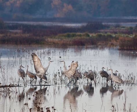 Sandhill Crane Migration in California 2024-2025 - Rove.me - migration of sandhill cranes