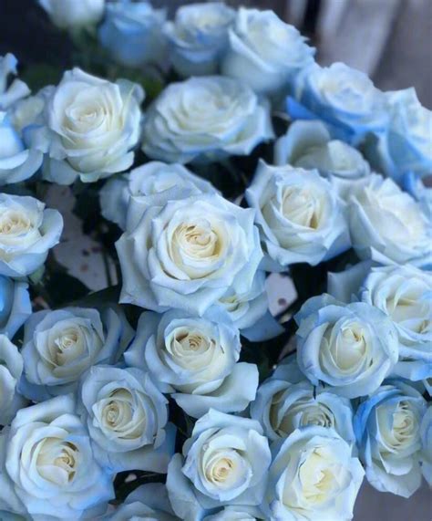 蓝玫瑰多少钱一束，蓝玫瑰怎么卖的？-六朵花