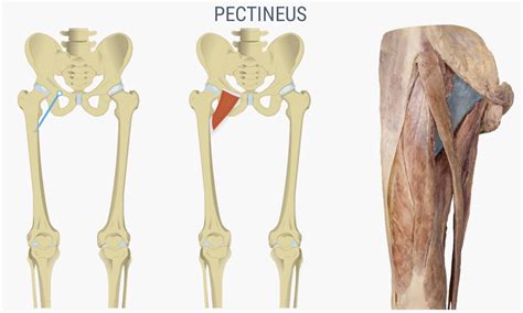9.7: Appendicular Muscles of the Pelvic Girdle and Lower Limbs ...