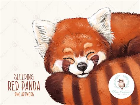 Red Panda Clipart Red Panda PNG Illustration Red Panda Clip - Etsy