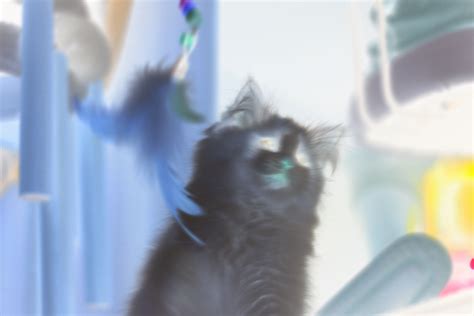 Image result for Reverse Color Image Effect