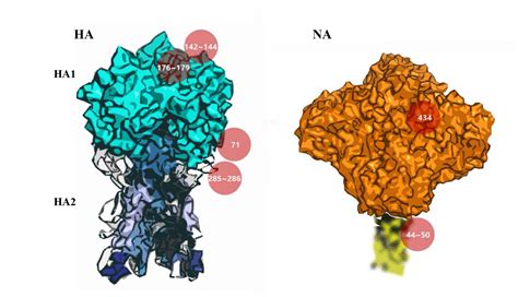 Glycosylation of Hemagglutinin and Neuraminidase of Influenza A Virus ...