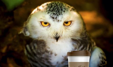 Let Night Owls Be Night Owls: How The Pandemic Could Dethrone The Larks ...