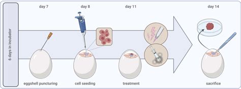 Frontiers | In ovo model in cancer research and tumor immunology