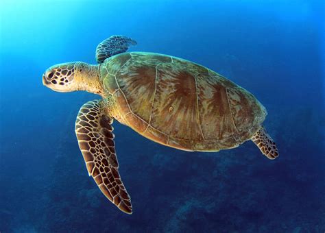 Green Turtle - Sea Turtle Alliance