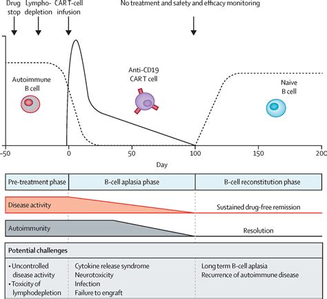 CAR T-cell therapy in autoimmune diseases - The Lancet