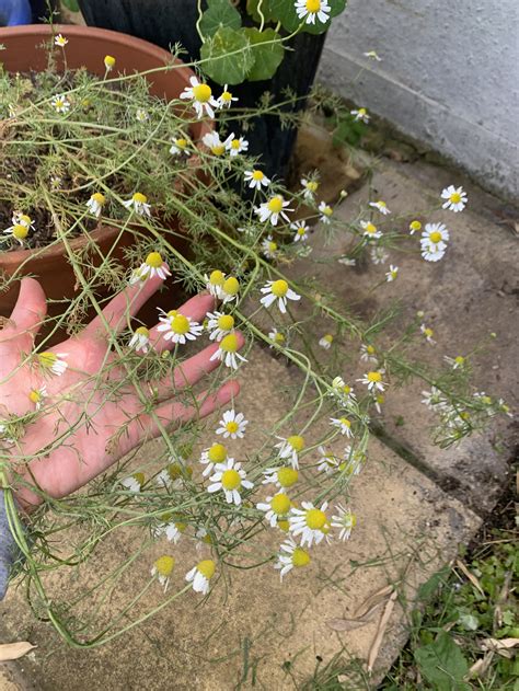 Top Companion Plants for Growing Juicy, Sweet Strawberries — Meadowlark ...