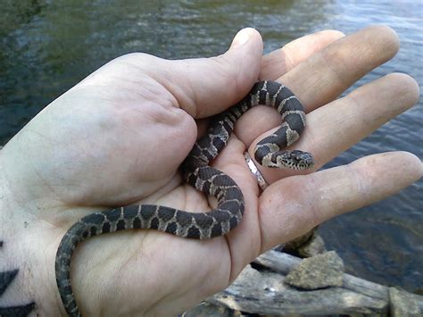 Newborn Cottonmouth Snake Pictures