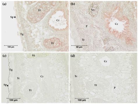 Host–Parasite Interactions
