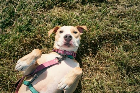 Most Overlooked Dogs | City of San José