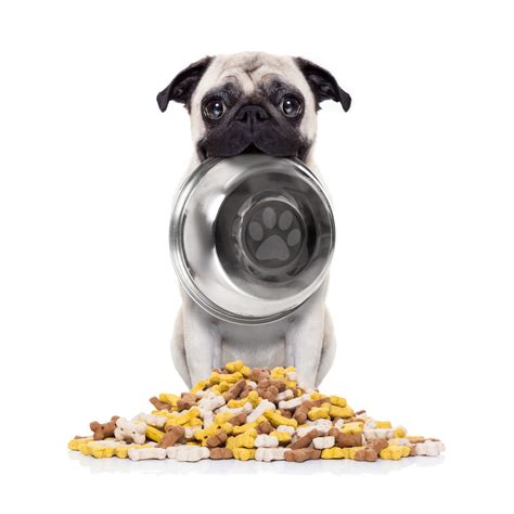 Foods Pugs Eat at Sandra Madrigal blog