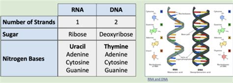 D1.2 - Protein Synthesis Flashcards | Quizlet