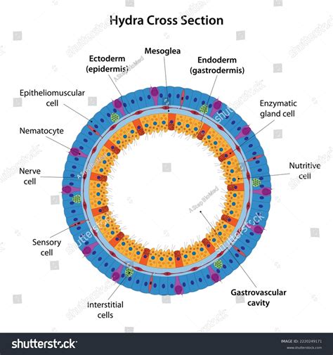 Hydra Cnidaria Cross Section Body Wall Stock Vector (Royalty Free) 2220249171 | Shutterstock
