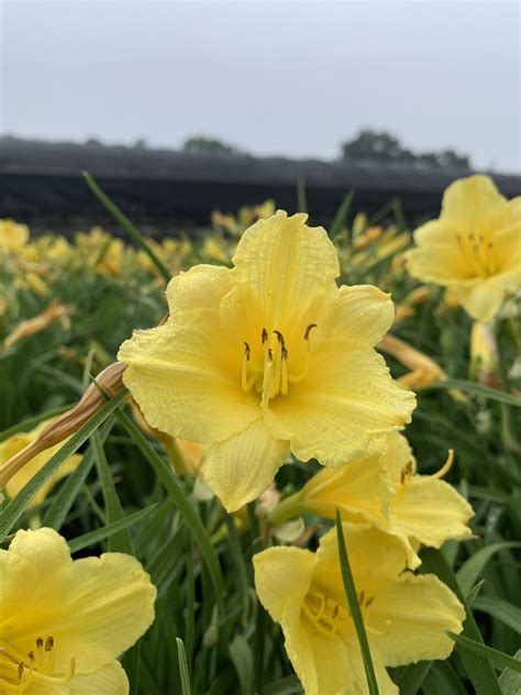 Daylily Happy Returns 1g (Hemerocallis 'Happy Returns') – Richardson Roots