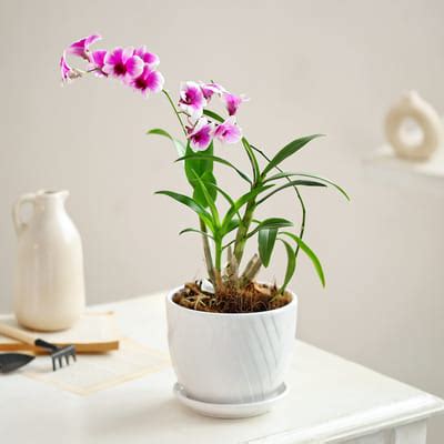 Elegant Orchid Plant For Mother's Day: Order Flowers Online ...