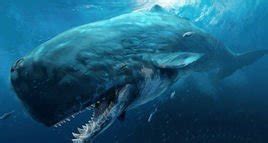 梅尔维尔鲸：神秘的史前海洋巨兽_百科TA说
