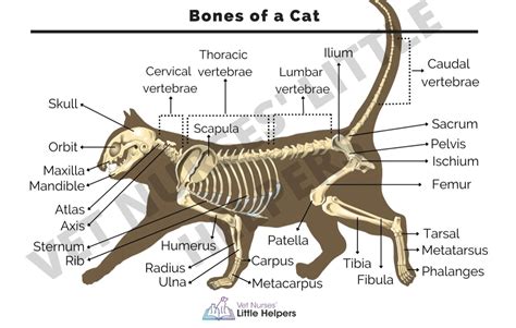 Image result for Computer Text Tool