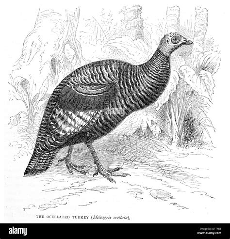 Ocellated Turkey Meleagris ocellata Stock Photo - Alamy