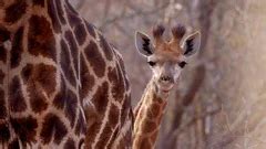 Image result for Giraffe Poop Facts