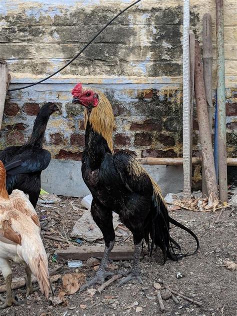 Menu at Idli Dabba, Coimbatore, 25D and 25E 4th Right Alagu Nagar