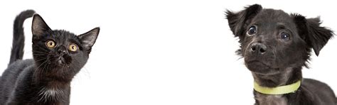 Pine Point Animal Hospital | Damascus, Oregon| Dr. LaRue