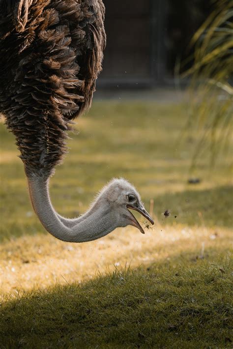 Safari Desktop 的图像结果