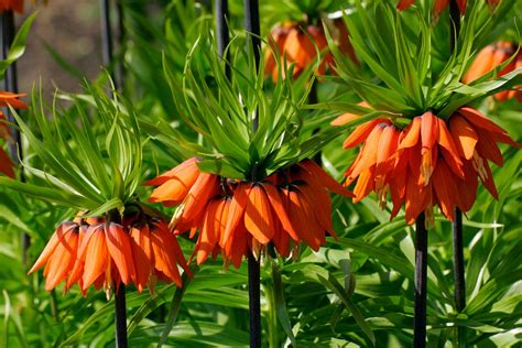 Fritillaria imperialis: a guide to crown imperial - Plantura