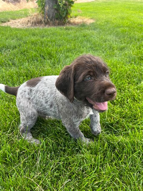 Wirehaired Pointing Griffon Puppies For Sale In Idaho