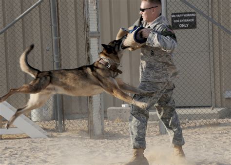 Belgian Malinois Military