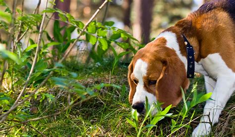 How to Train Your Beagle Dog to Find Things | Wag!