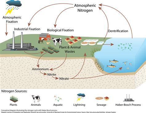 Nitrogen Cycle Process Steps With Diagrams Explained