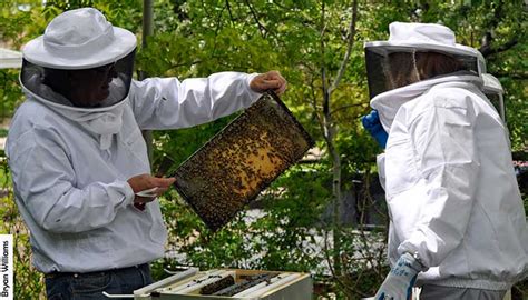 Image result for Beekeeping Tutorial