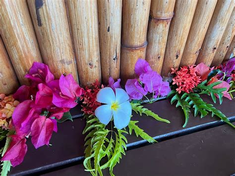 TAVEUNI OCEAN SPORTS (2026) All You Need to Know BEFORE You Go (with ...