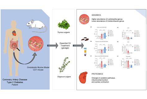 Multi-Omics Approach Reveals Prebiotic and Potential Antioxidant ...