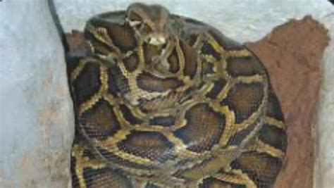7 slowest snake species on Earth | - The Times of India
