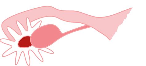 Cell clipart ovary, Cell ovary Transparent FREE for download on WebStockReview 2025